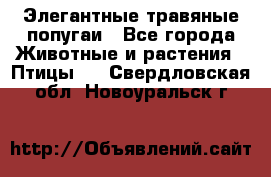 Элегантные травяные попугаи - Все города Животные и растения » Птицы   . Свердловская обл.,Новоуральск г.